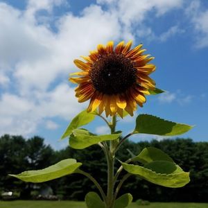 Meet your Posher, Trish